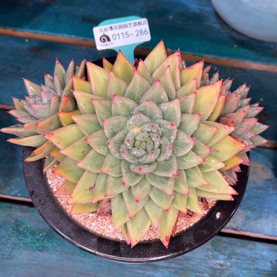 从前慢多肉精选编号0115.286