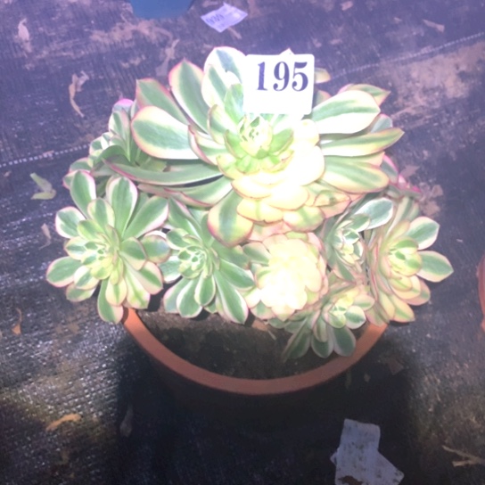 草****?多肉植物荔枝195