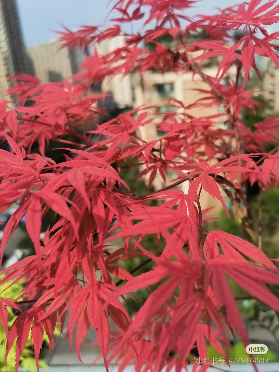 红枫 一物一拍  2号链接