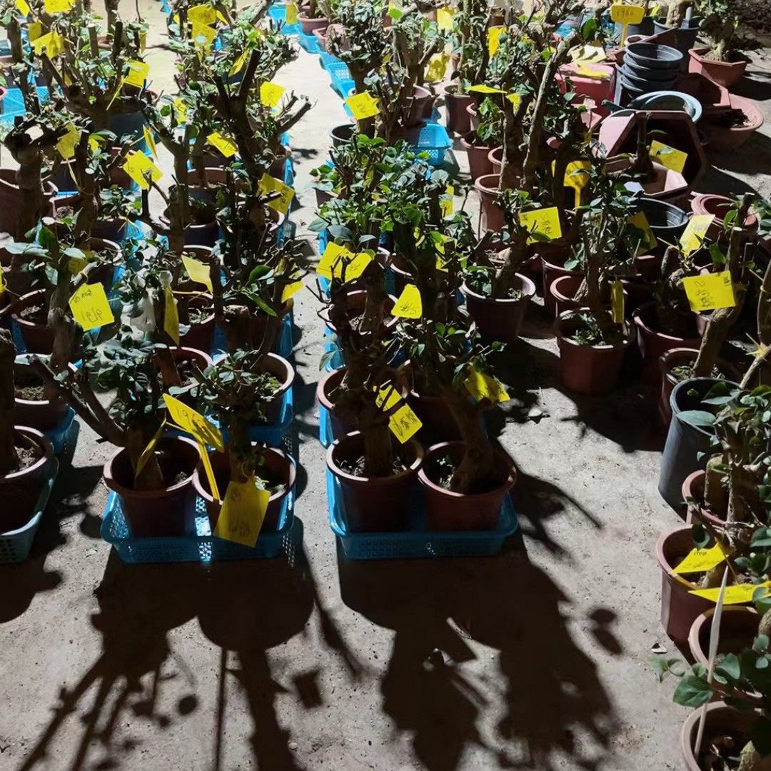 三角梅花卉绿植庭院爬藤