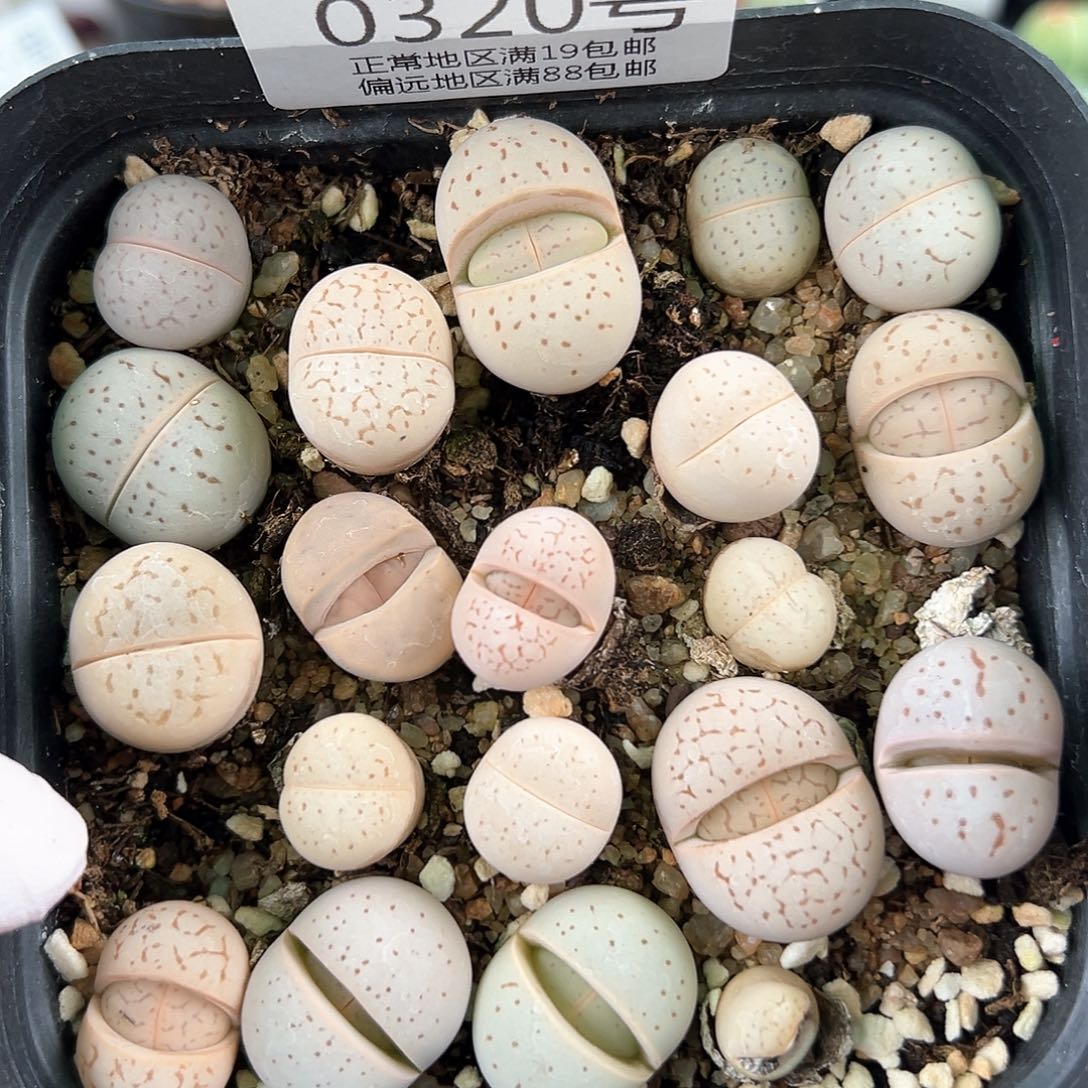 好养易活生石花大母本0320