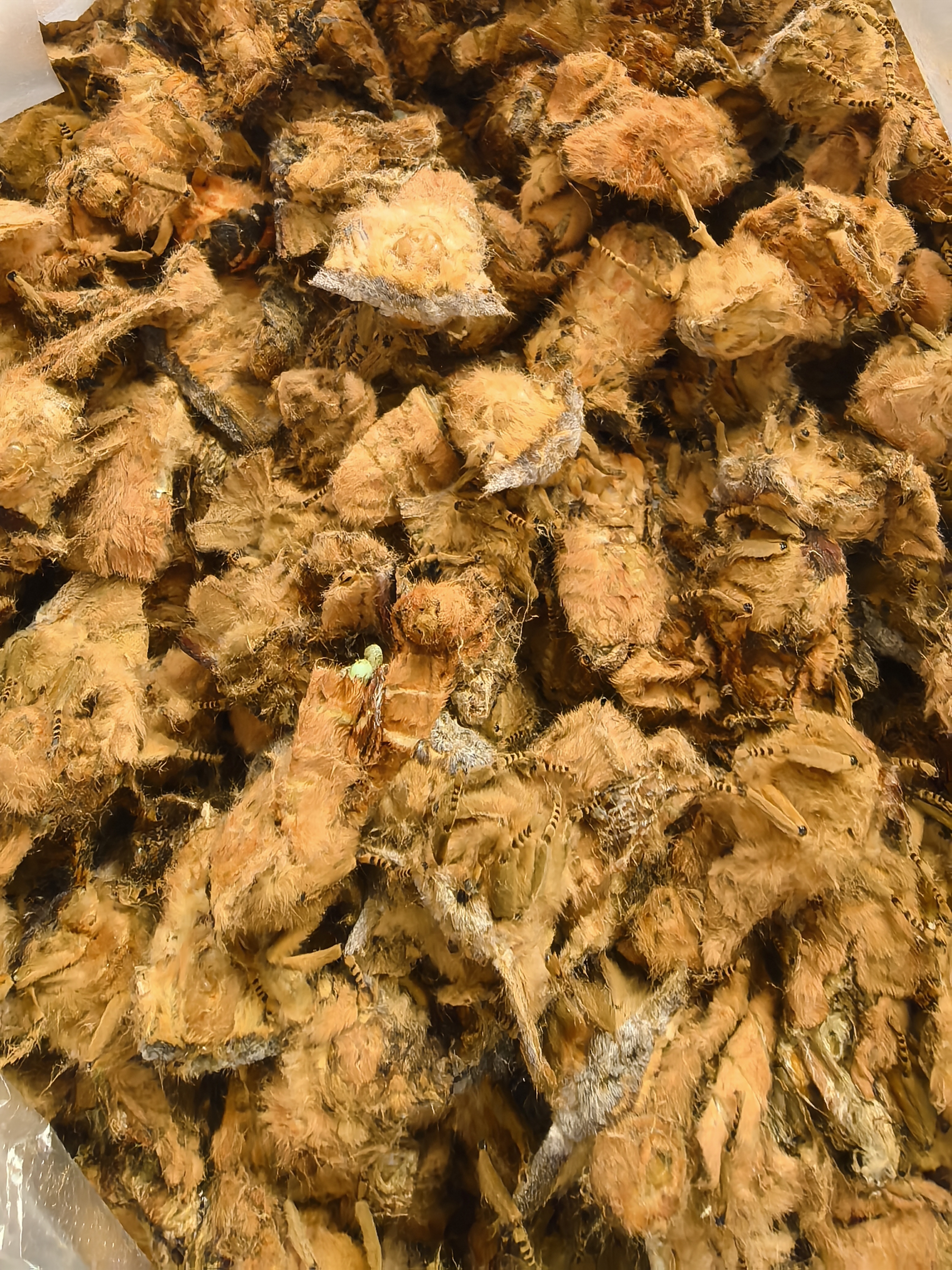 东北柞蚕蛾蛾头 带肉蛾头两种 鲜活冷冻