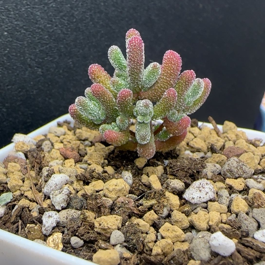 dy1287实生冰晶一物一拍