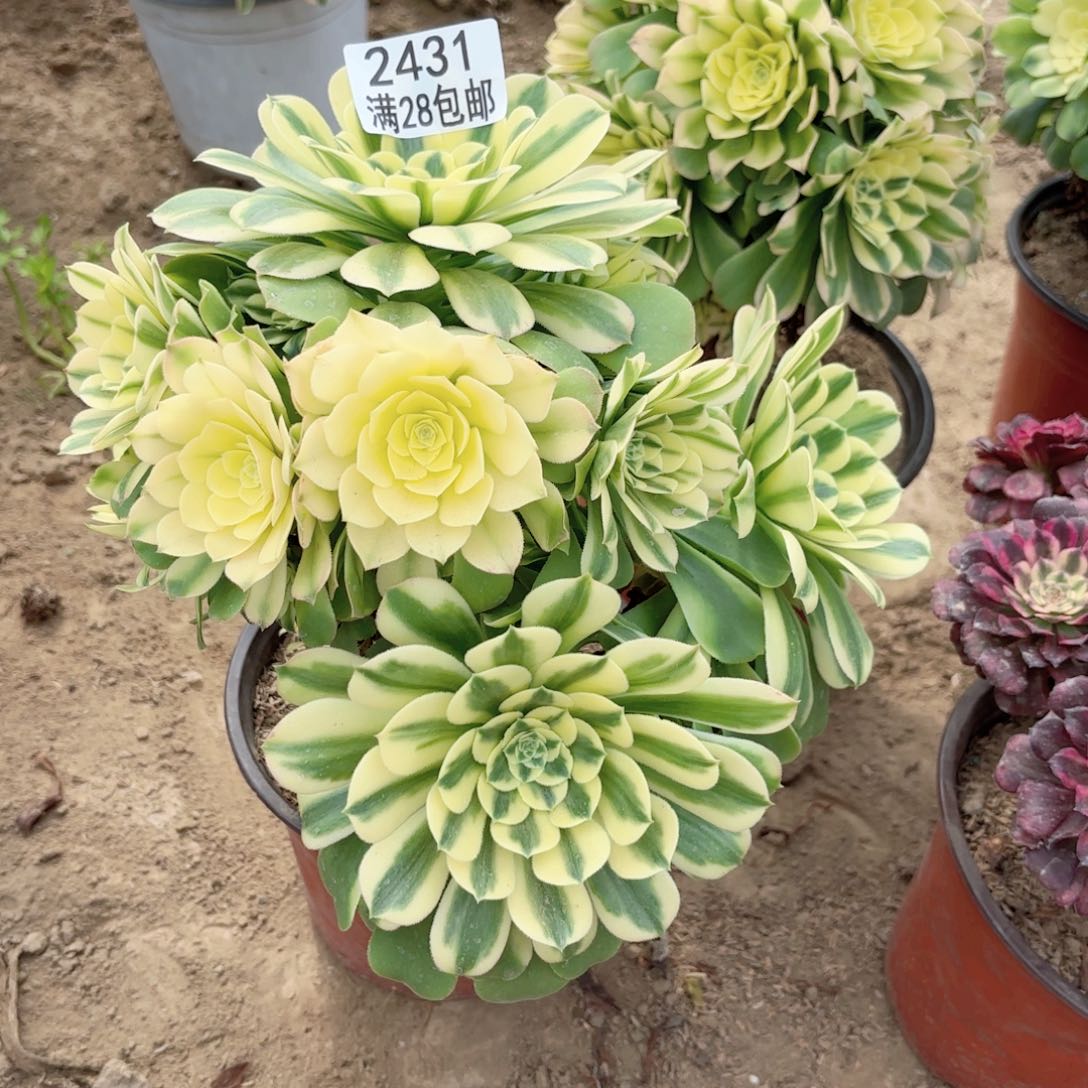 2431辛尼雅多肉111111