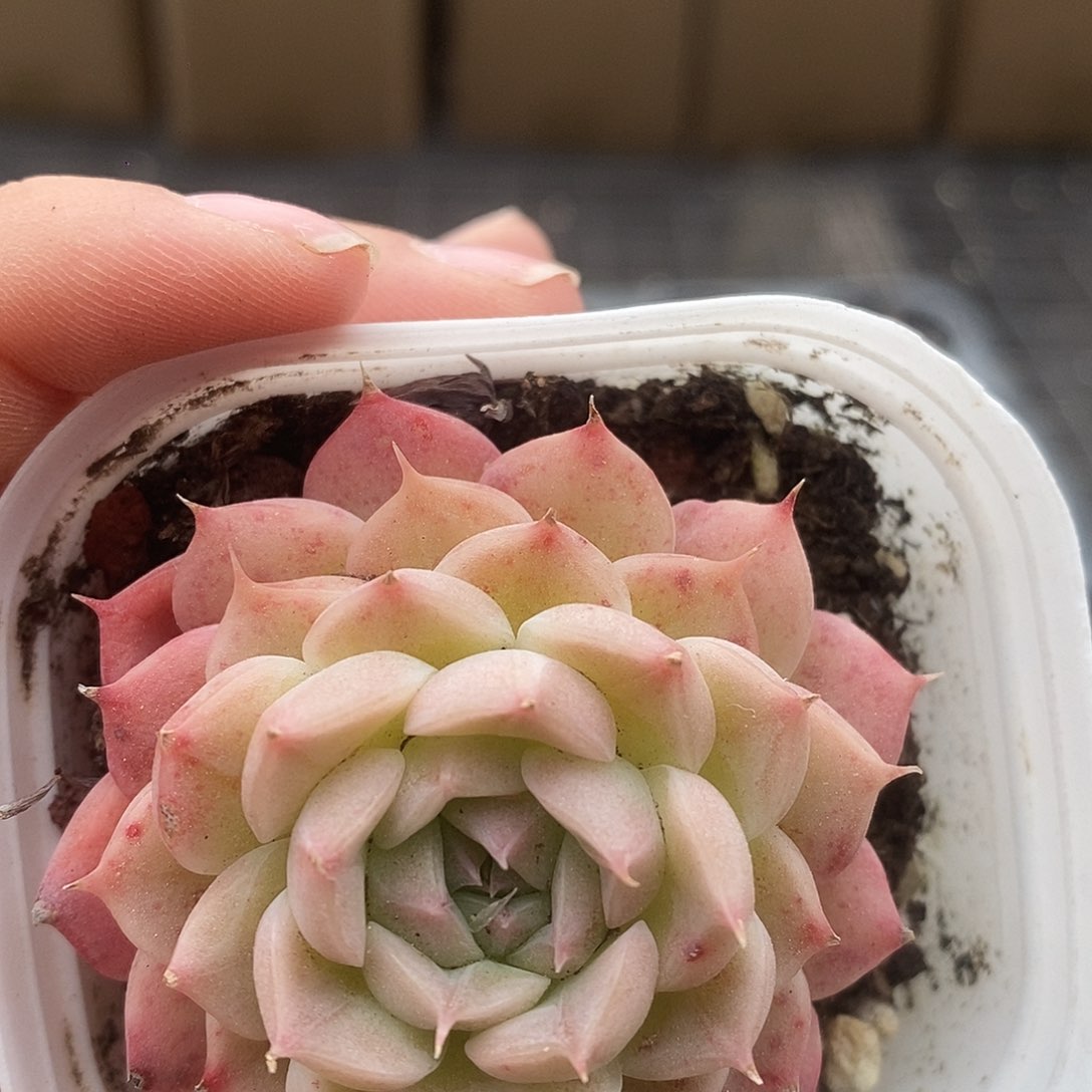 可爱肉肉喜欢拍123