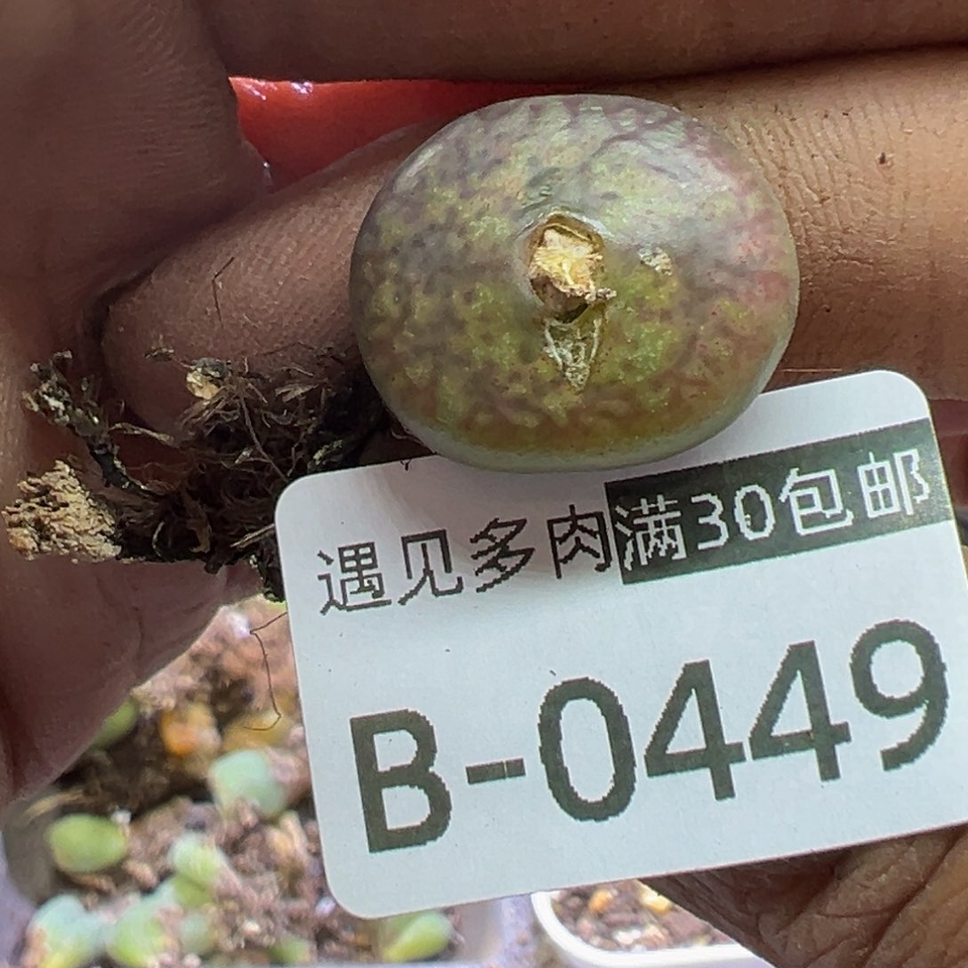 多肉植物1111111111111111