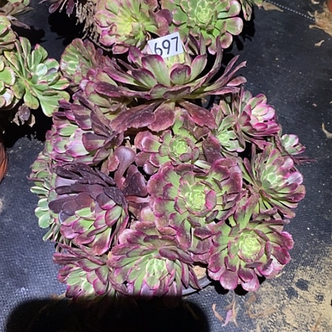 多肉植物法师697紫烟