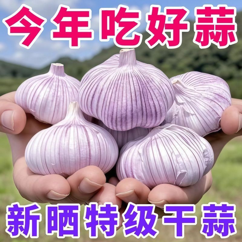 【新店特惠】特大新干蒜干大蒜种子大蒜头2025新干蒜农家新干蒜批发