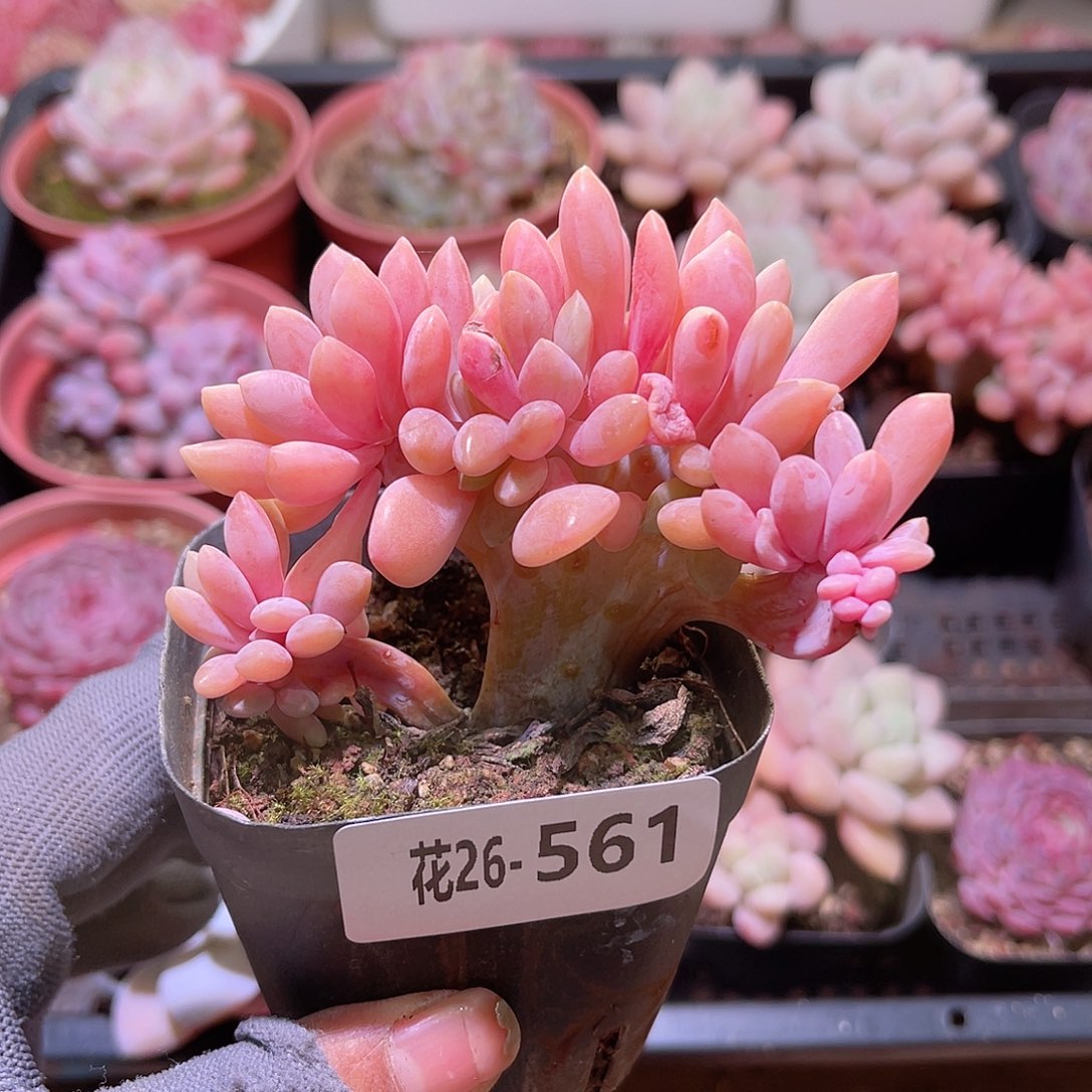 花26-561醉美人缀化