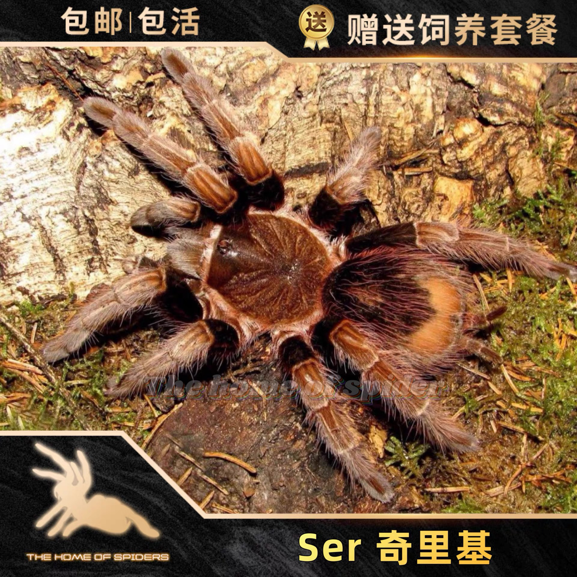 Sericopelma sp Chiriqui SER属奇里基16厘米母宠物蜘蛛新发现种