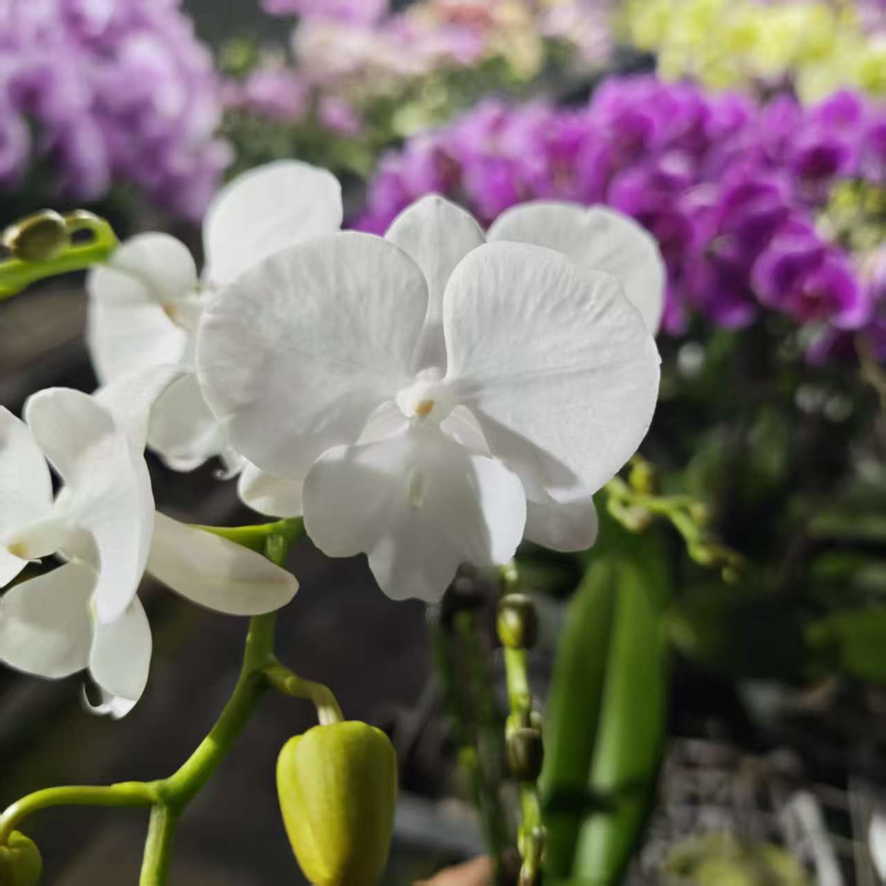 【白天鹅】繁生花坊精品蝴蝶兰易养护易活客四季开花送礼佳品