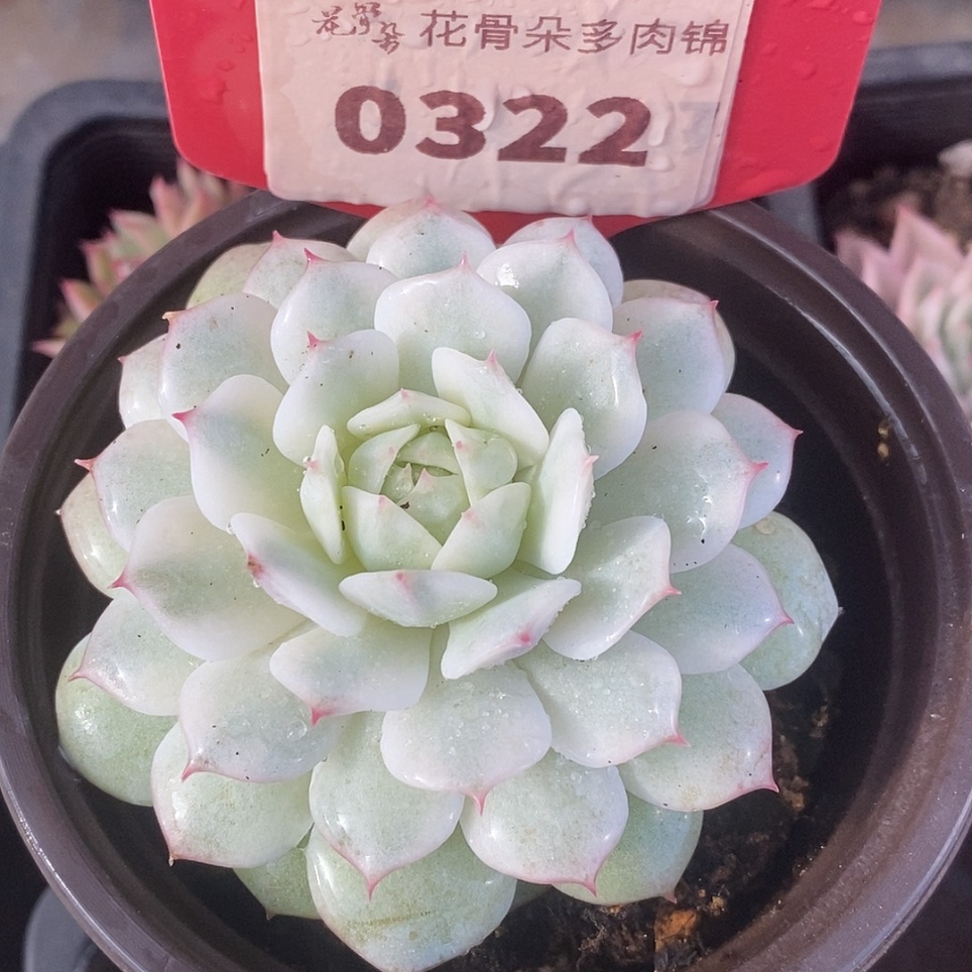 322静夜哈哈哈哈哈