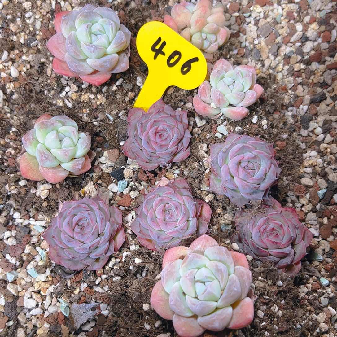 侧影冰玉套餐406号（不包整）