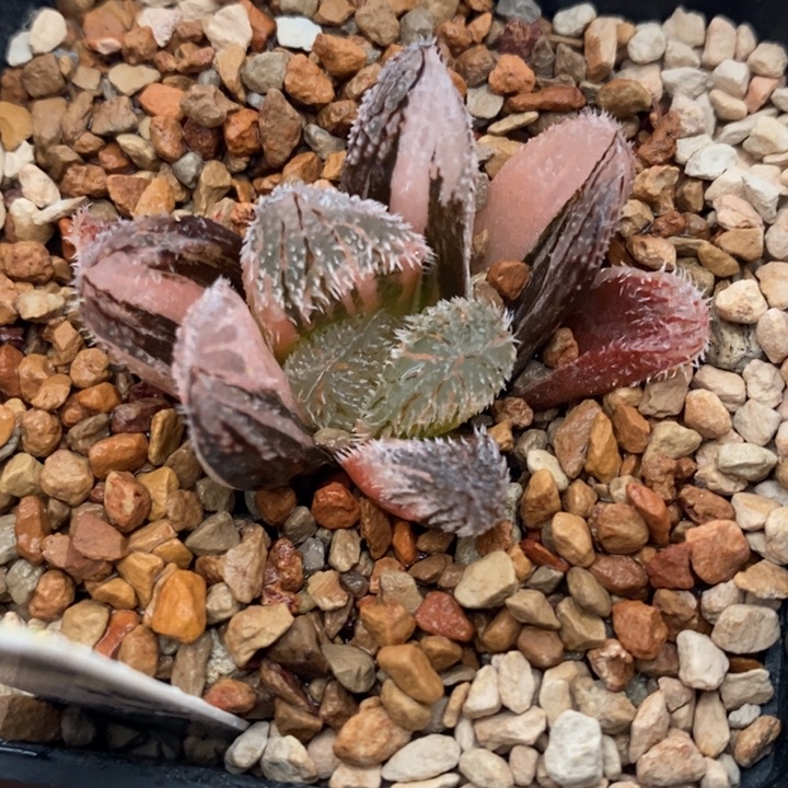 74号狼蛛玉露锦带盆