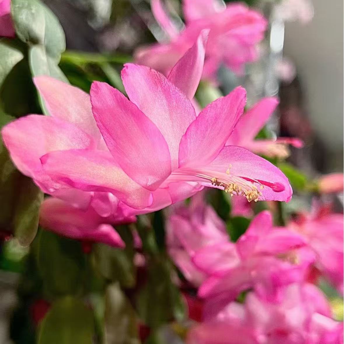 【李先生】嫁接蟹爪兰（粉色）！稀缺品种原盆土不动根系发货