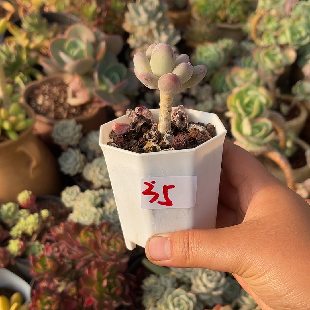 ?****苹果奶。 35。  1111111111