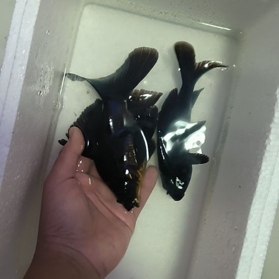 蝴蝶鲤鱼墨蝶大鳍大尾 轻微开叉