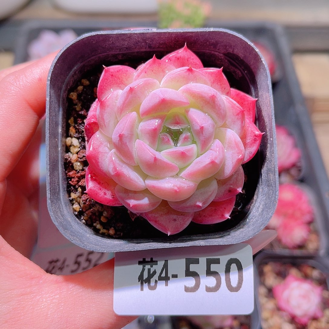 花利美4-550白桃汽水