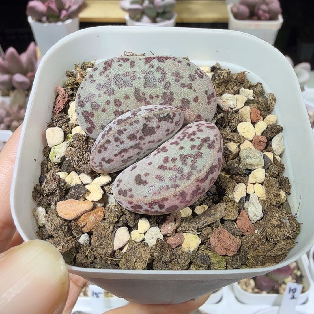 花蛋水泡多肉植物