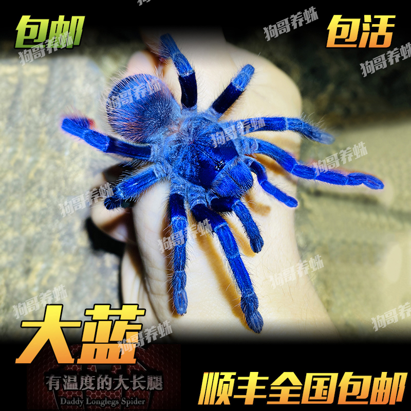 蓝色 温顺型 可上手 巴西大蓝蜘蛛宠物
