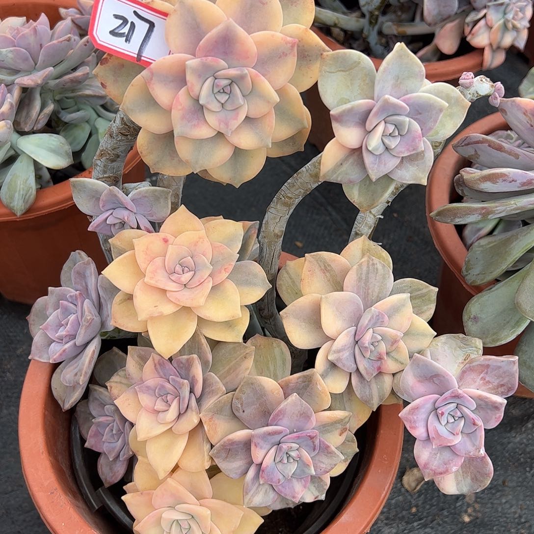 217号紫乐锦，有断枝的点