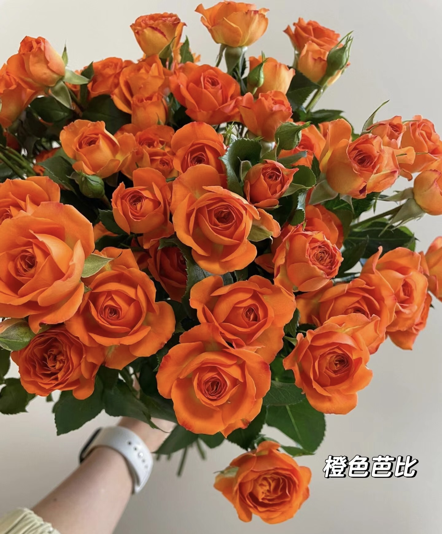 【橙色芭比】多头玫瑰10支 已发货不支持退款换货