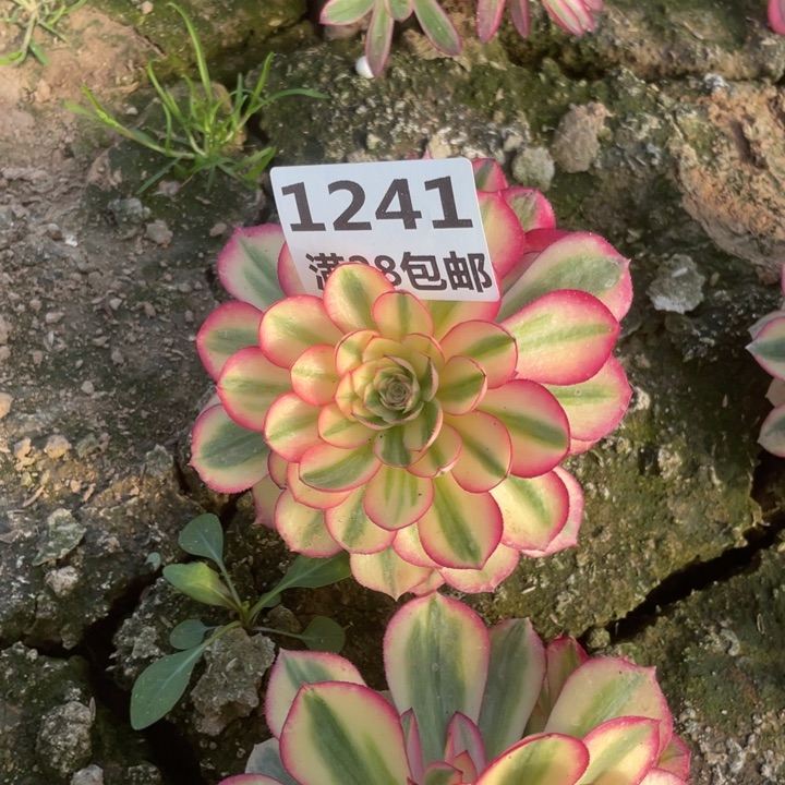 1241二号棚倾城母本E