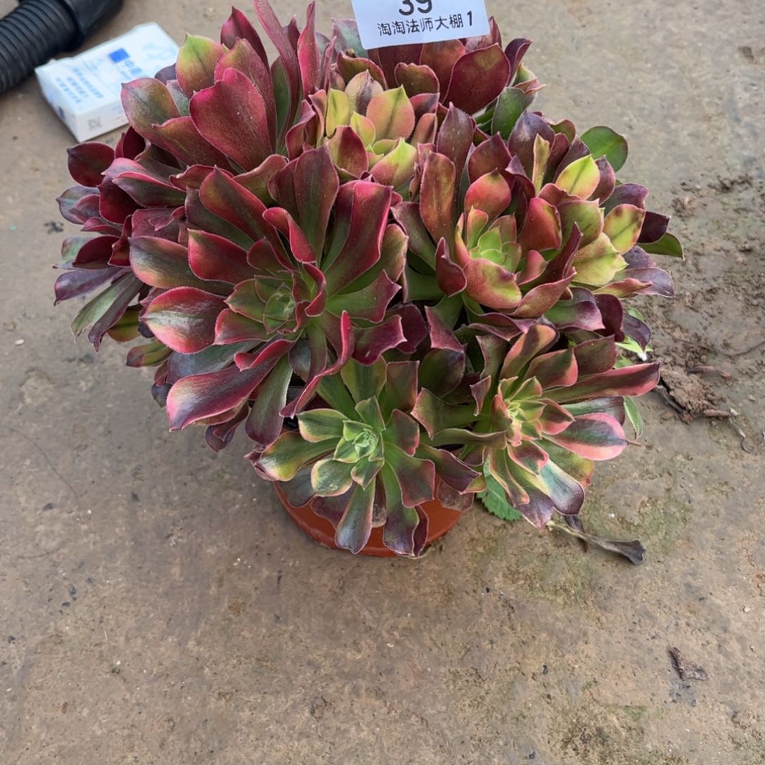 39雅典娜朵朵多肉植物