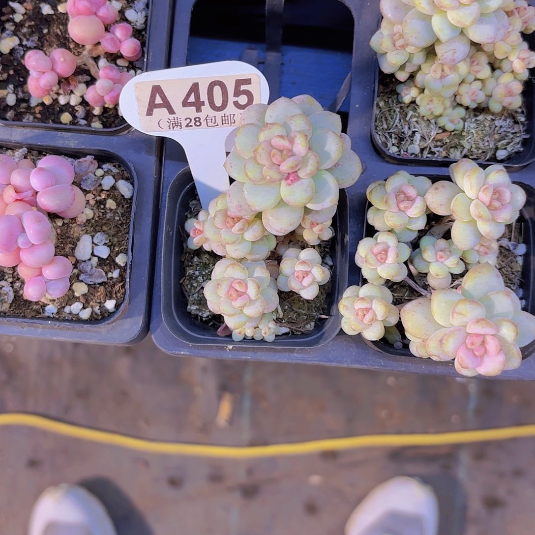 A405阳光玫瑰一物一拍