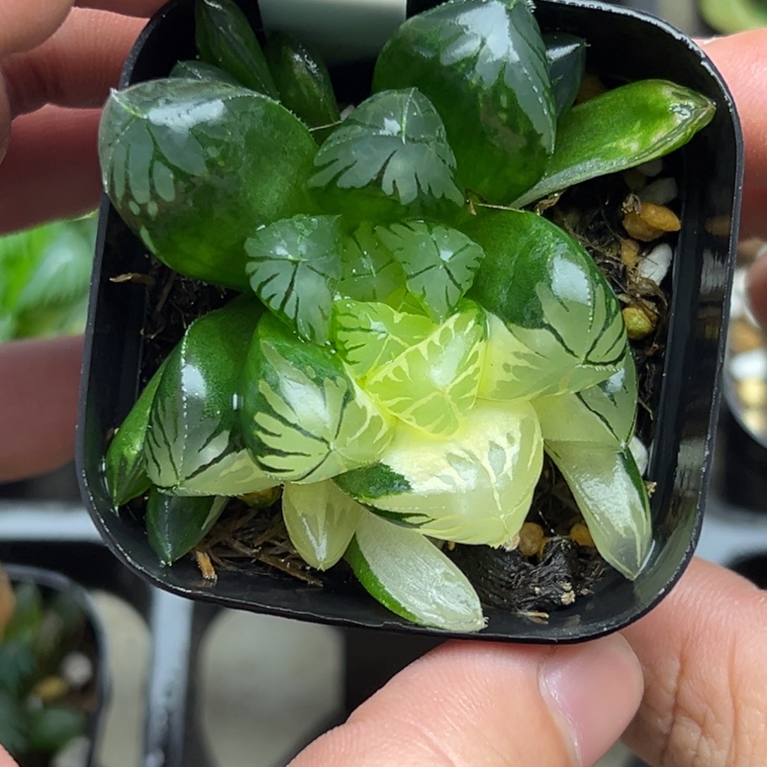 53带灯芯水晶灯玉露锦一物一拍