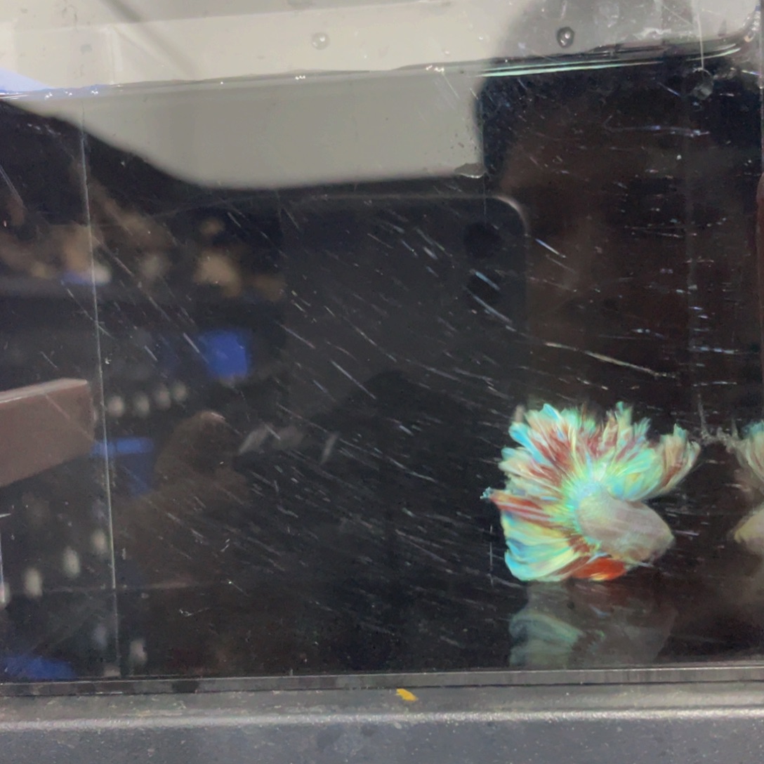 海水鱼哈哈哈哈哈家523