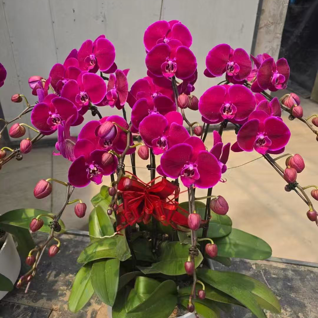 霓虹灯3.5寸蝴蝶兰带剑 年宵花爆款