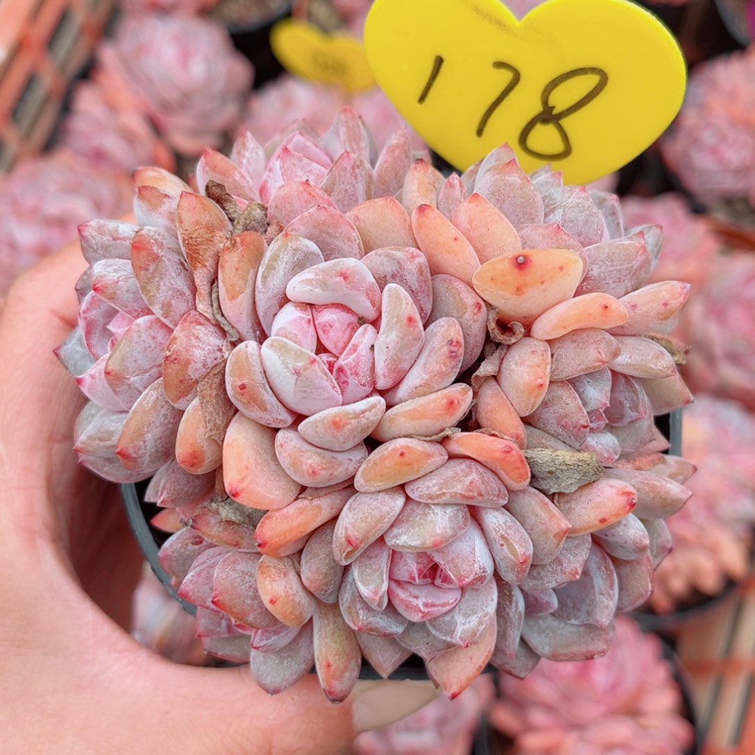 178号小老桩橙梦露