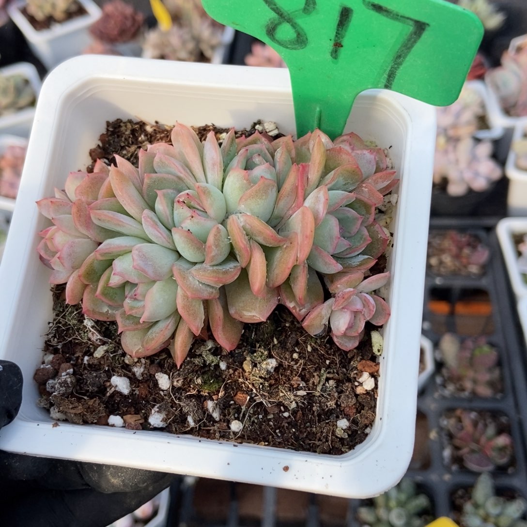 817天使玫瑰锦多肉