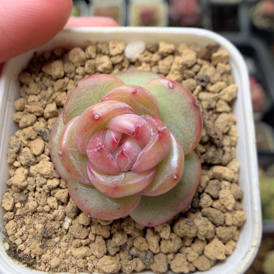 W132y y y y y y y y y y