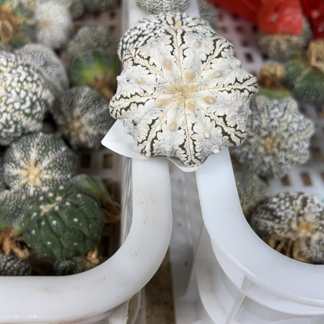 J***7123号兜仙人球多肉植物