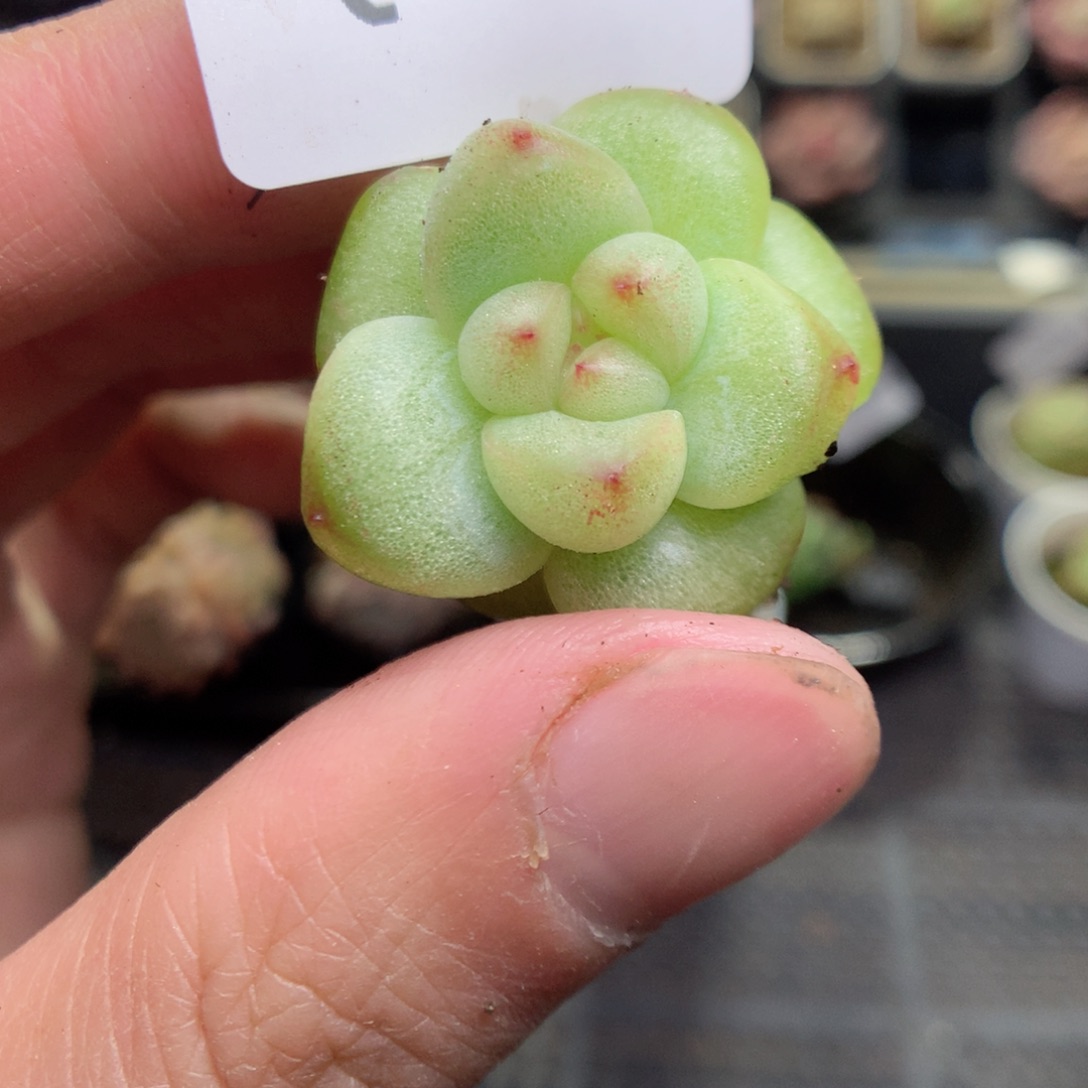 Q114t y y y t t t t t t t t