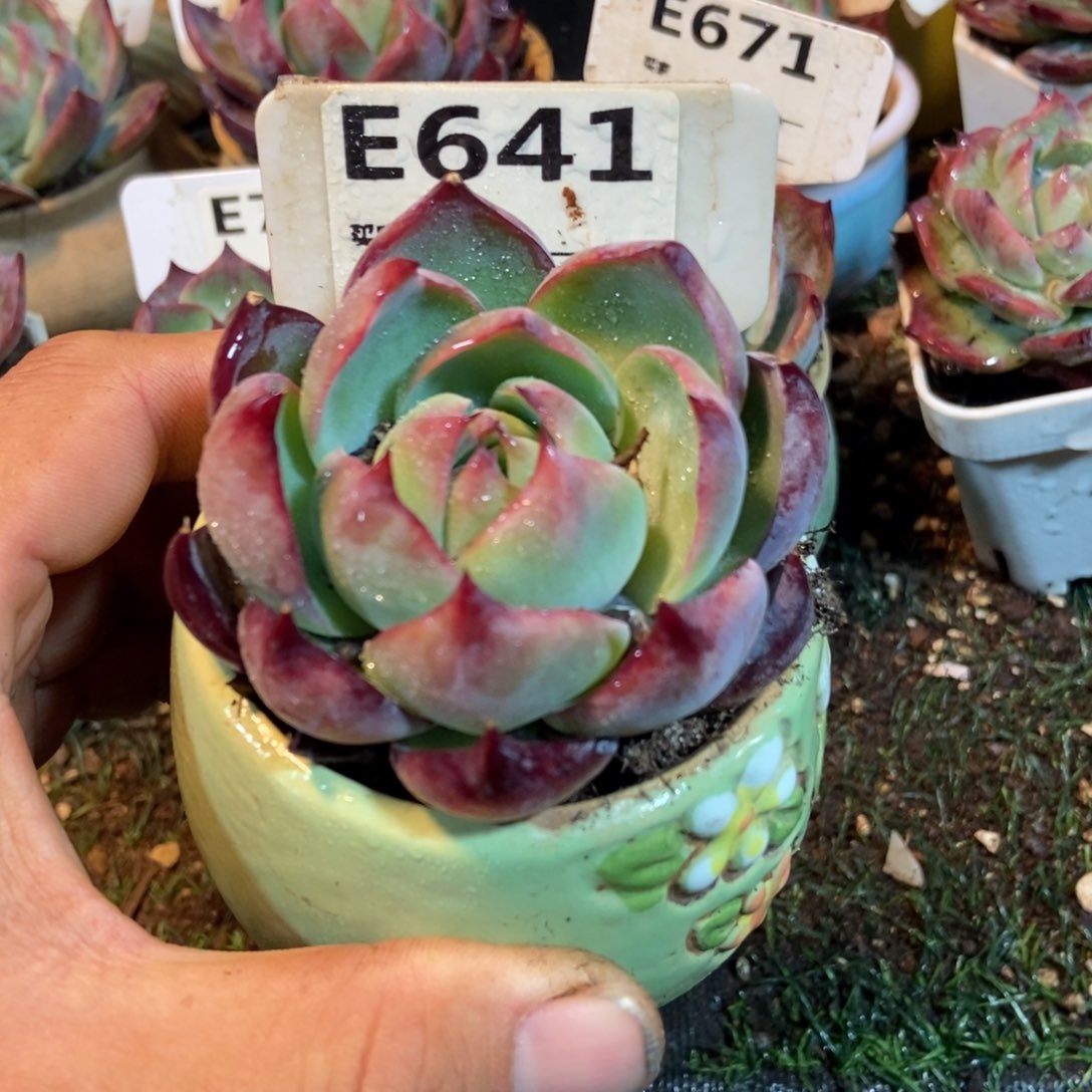 惊鸿惊鸿641惊鸿一瞥