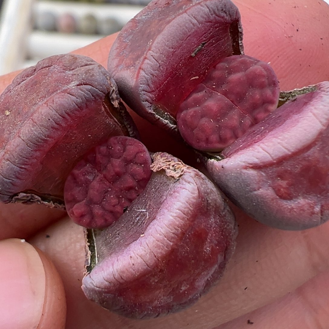 12.13好看的多肉脱土发货877