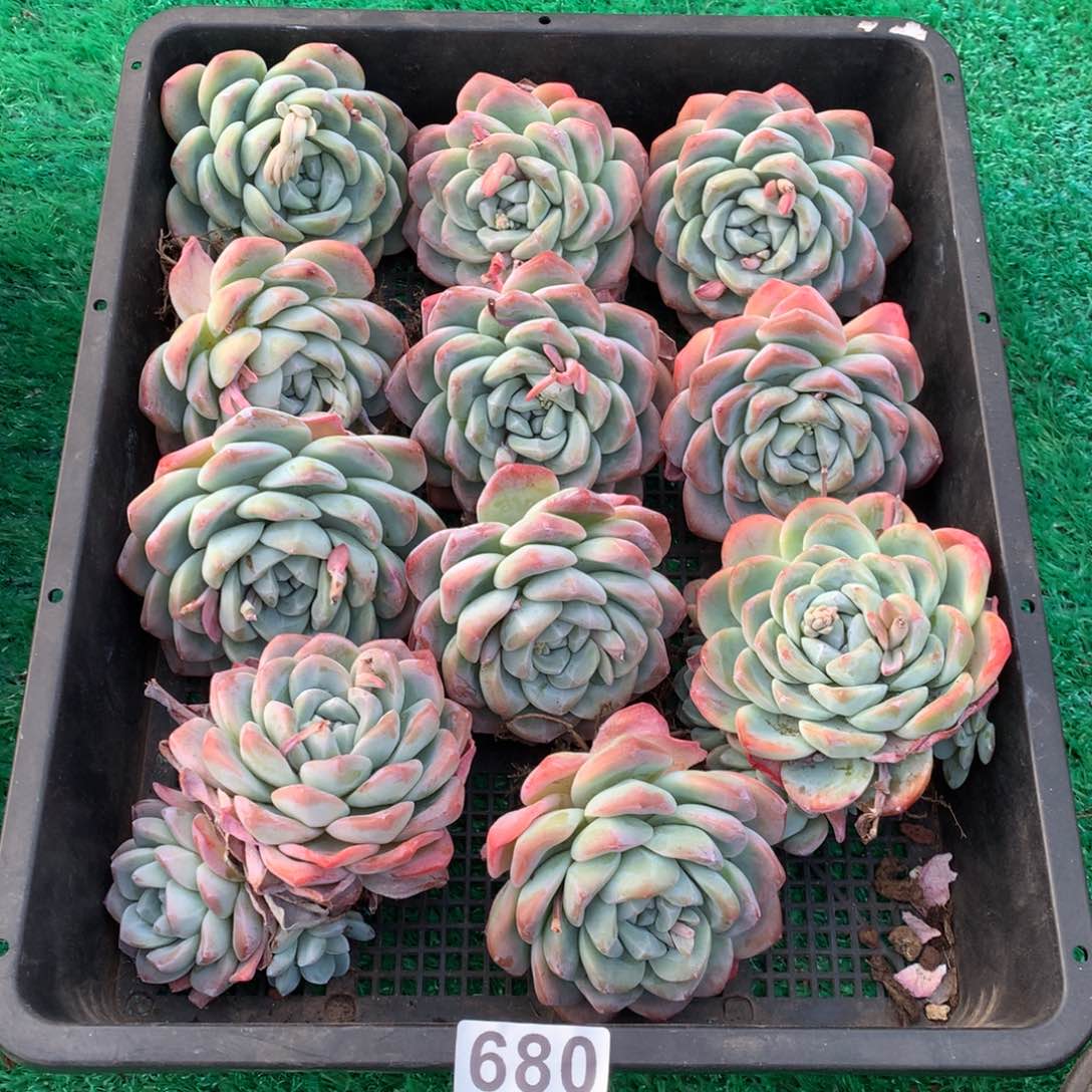 680冰玉多肉植物组合