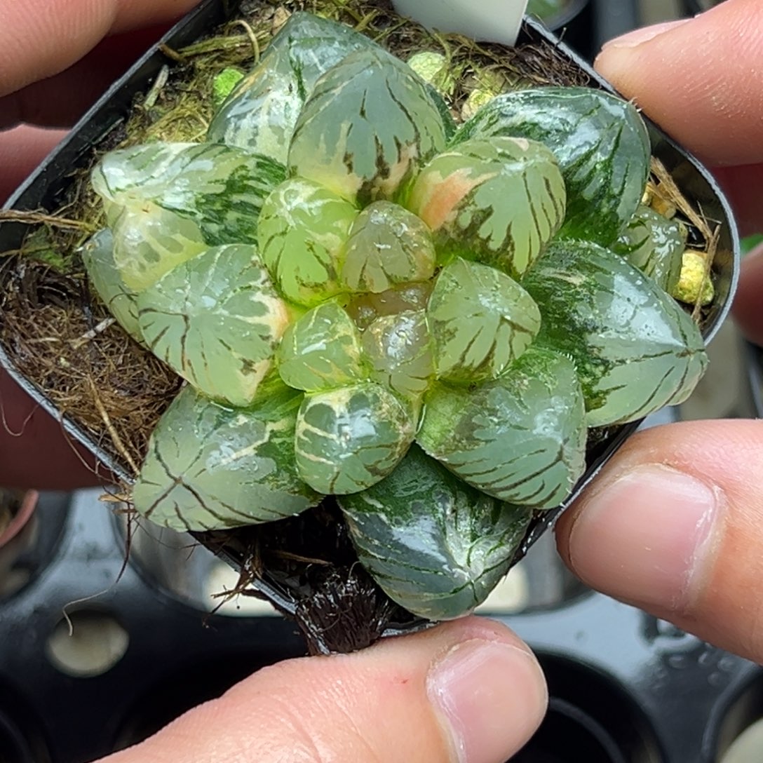 19大窗龙爪玉露锦一物一拍