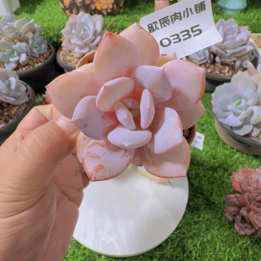 多肉植物奶茶单头0335