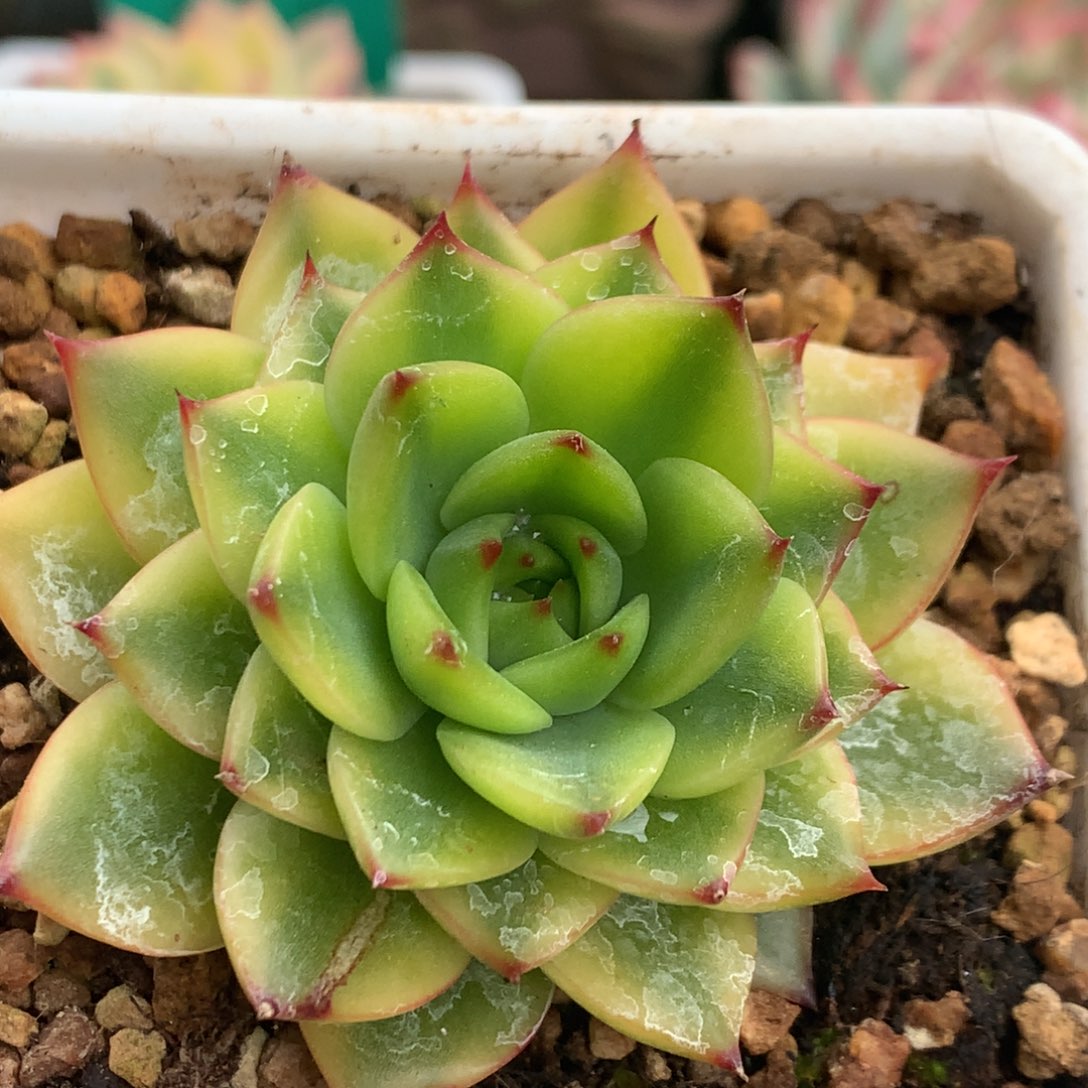 月亮石j j j j j j j j