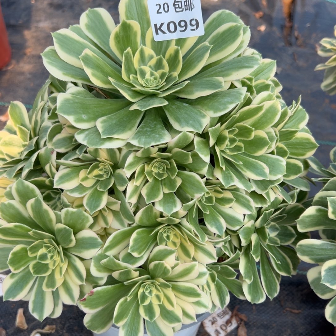 楠****099迈巴赫，满20包邮