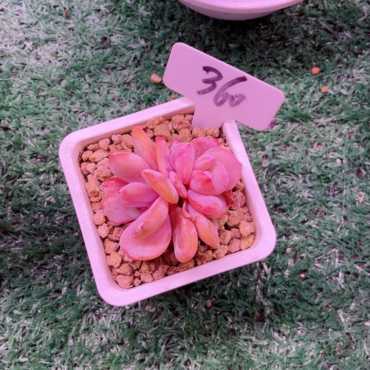 我是第一百个为妖姬应援哒啦为