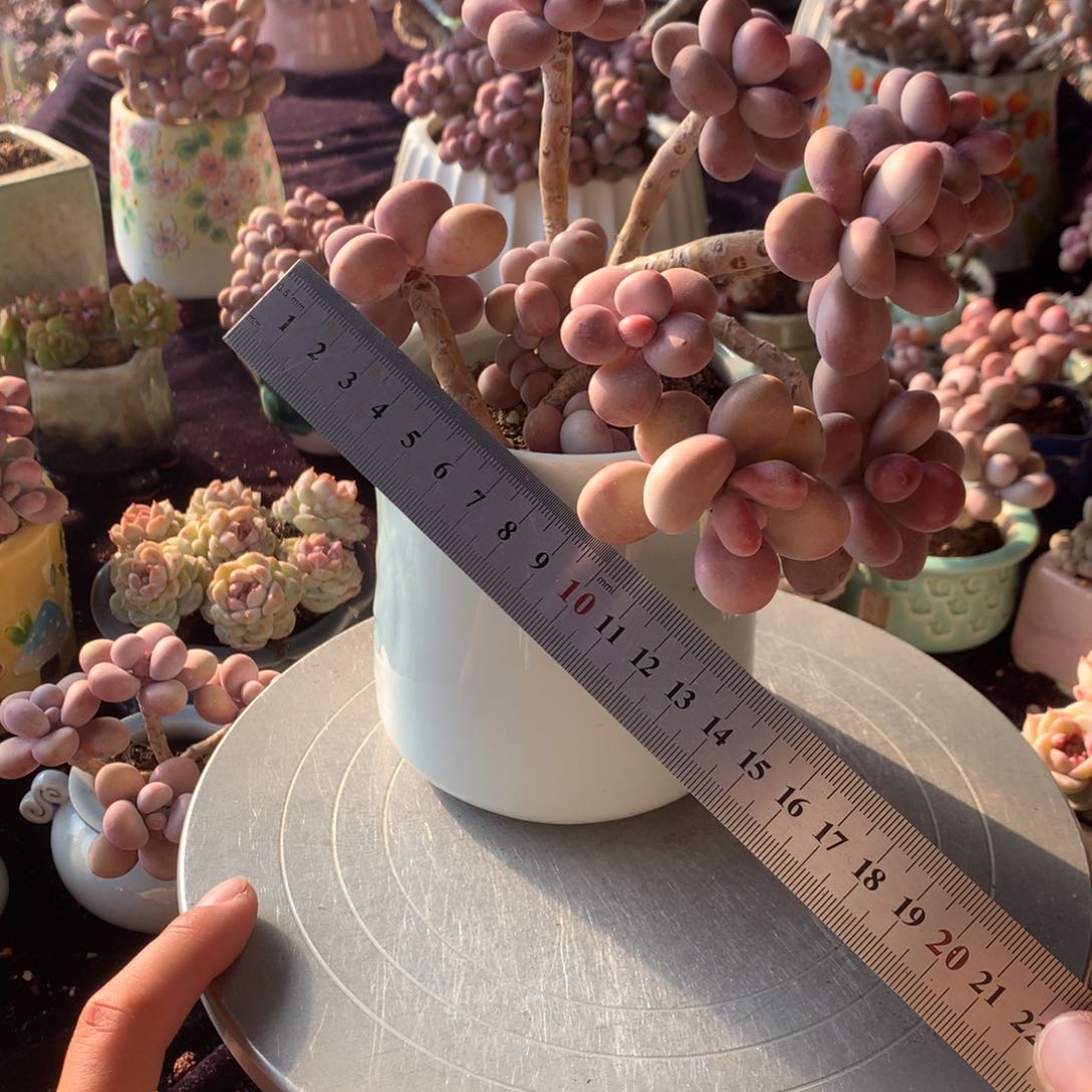 36号不带盆偏远不包邮的