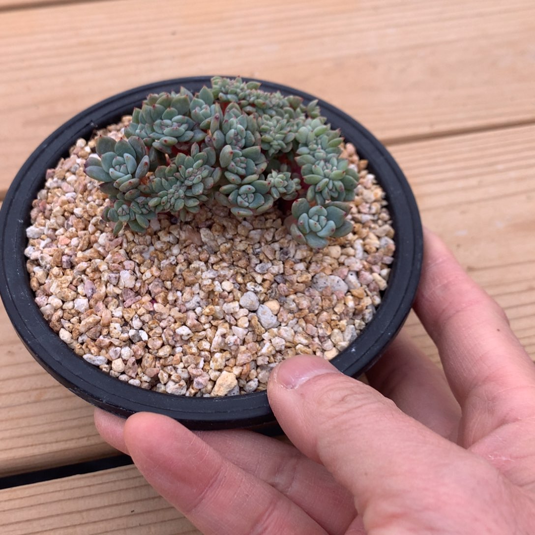 ?*日哥橙子寄养多肉