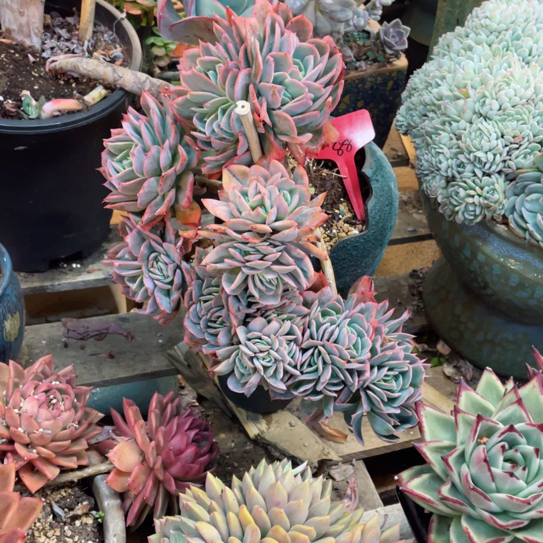 007，绮罗，周老太多肉