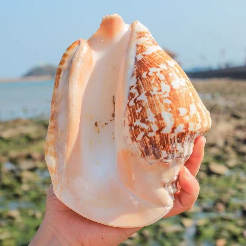 超大佛耳螺贝壳标本用于多肉花盆和鱼缸造景居家装饰