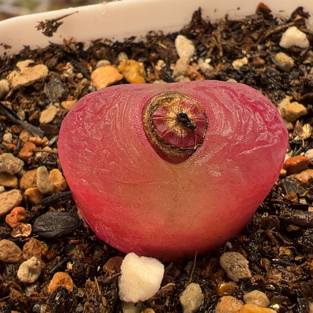 013多肉植物百科